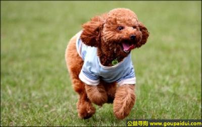 【青岛找狗】，玩具贵宾犬 - 性情优良、极易近人，它是一只非常可爱的宠物狗狗，希望它早日回家，不要变成流浪狗。