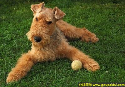 【青岛找狗】，万能梗 - 忠诚友善、容易兴奋，它是一只非常可爱的宠物狗狗，希望它早日回家，不要变成流浪狗。