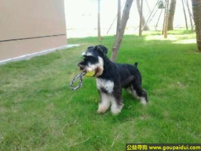 【青岛找狗】，雪纳瑞犬 - 接受训练、勇敢，它是一只非常可爱的宠物狗狗，希望它早日回家，不要变成流浪狗。