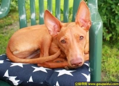 【青岛找狗】，西西里猎犬 - 温和友善、忠心机灵，它是一只非常可爱的宠物狗狗，希望它早日回家，不要变成流浪狗。