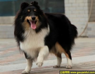 【青岛找狗】，喜乐蒂犬 - 智商高，活泼好动，它是一只非常可爱的宠物狗狗，希望它早日回家，不要变成流浪狗。
