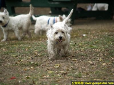 【青岛找狗】，西高地白梗 - 好动、活跃，自信，它是一只非常可爱的宠物狗狗，希望它早日回家，不要变成流浪狗。