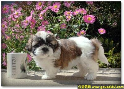 【青岛找狗】，西施犬 - 适合孩子已长大的家庭，它是一只非常可爱的宠物狗狗，希望它早日回家，不要变成流浪狗。