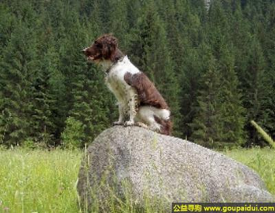 【青岛找狗】，小明斯特兰德犬 - 身体强壮，表现出高贵，它是一只非常可爱的宠物狗狗，希望它早日回家，不要变成流浪狗。