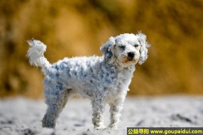 【青岛找狗】，小狮子狗 - 活泼、学东西很快，它是一只非常可爱的宠物狗狗，希望它早日回家，不要变成流浪狗。