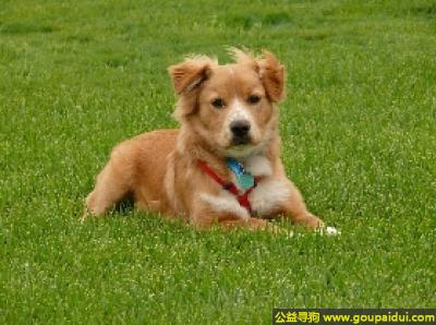 【青岛找狗】，新斯科舍猎鸭寻猎犬 - 活泼、爱玩、容易调教，它是一只非常可爱的宠物狗狗，希望它早日回家，不要变成流浪狗。
