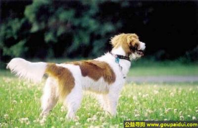 【青岛找狗】，小型荷兰水猎犬 - 对主人忠诚、对孩子温柔，它是一只非常可爱的宠物狗狗，希望它早日回家，不要变成流浪狗。