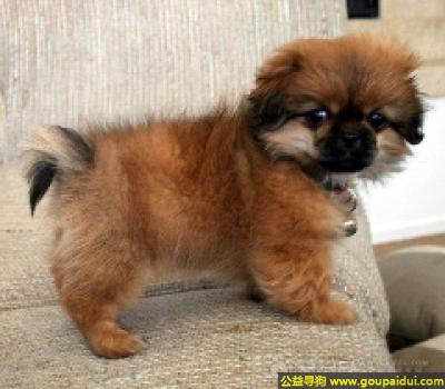 【青岛找狗】，西藏猎犬 - 非常聪明、避开陌生人，它是一只非常可爱的宠物狗狗，希望它早日回家，不要变成流浪狗。