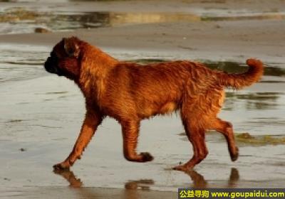 【青岛找狗】，小布拉班特猎犬 - 正方形、运动时优雅，它是一只非常可爱的宠物狗狗，希望它早日回家，不要变成流浪狗。