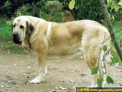 【青岛找狗】，西班牙獒犬 - 机警，对陌生人具有警惕性，它是一只非常可爱的宠物狗狗，希望它早日回家，不要变成流浪狗。
