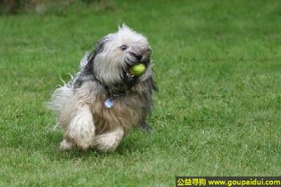 【青岛找狗】，西藏梗犬 - 喜欢运动和工作，拒绝生人，它是一只非常可爱的宠物狗狗，希望它早日回家，不要变成流浪狗。