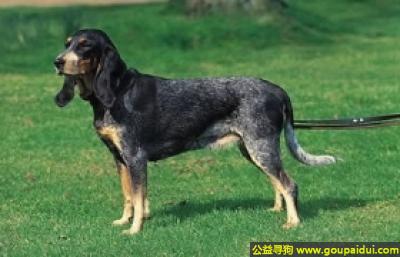 【青岛找狗】，小瑞士猎犬 - 可靠、友好、个性随和，它是一只非常可爱的宠物狗狗，希望它早日回家，不要变成流浪狗。