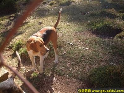 【青岛找狗】，英国猎狐犬 - 有耐力、喜好跟踪猎物，它是一只非常可爱的宠物狗狗，希望它早日回家，不要变成流浪狗。