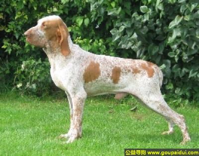 【青岛找狗】，意大利指示犬 - 真且敏感、行动规矩，它是一只非常可爱的宠物狗狗，希望它早日回家，不要变成流浪狗。