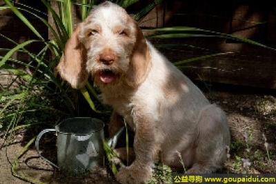 【青岛找狗】，意大利硬毛指示犬 - 脾很好、有耐心，它是一只非常可爱的宠物狗狗，希望它早日回家，不要变成流浪狗。