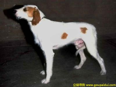 【青岛找狗】，依斯特拉短毛猎犬 - 善于猎取兔子和狐狸，它是一只非常可爱的宠物狗狗，希望它早日回家，不要变成流浪狗。