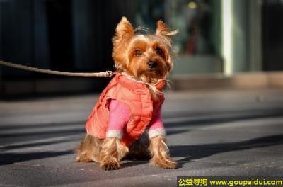 【青岛找狗】，约克夏犬 - 生气勃勃、冲动，它是一只非常可爱的宠物狗狗，希望它早日回家，不要变成流浪狗。