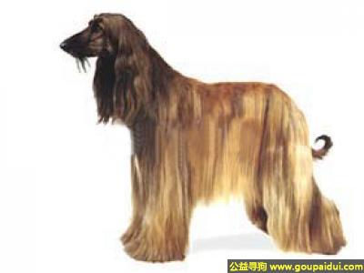 【青岛找狗】，阿富汗犬 - 独立性强、对人温和，它是一只非常可爱的宠物狗狗，希望它早日回家，不要变成流浪狗。