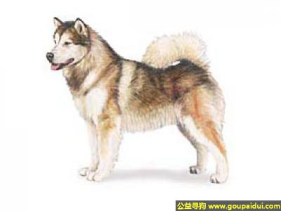 【青岛找狗】，阿拉斯加雪橇 - 高贵、成熟，它是一只非常可爱的宠物狗狗，希望它早日回家，不要变成流浪狗。