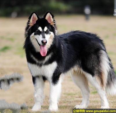【青岛找狗】，阿拉斯加雪橇犬 - 可爱，充满感情，它是一只非常可爱的宠物狗狗，希望它早日回家，不要变成流浪狗。