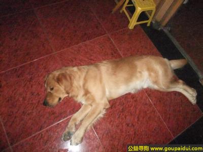 找狗，海市奉贤区南桥镇附近丢失金毛，它是一只非常可爱的宠物狗狗，希望它早日回家，不要变成流浪狗。