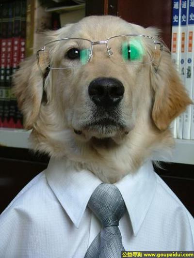 【青岛找狗】，本狗博士要召开学术演讲会了，穿正式点好拍照，它是一只非常可爱的宠物狗狗，希望它早日回家，不要变成流浪狗。