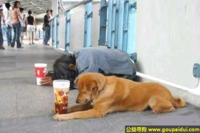 【青岛找狗】，给点吃的吧，我不要钱，它是一只非常可爱的宠物狗狗，希望它早日回家，不要变成流浪狗。