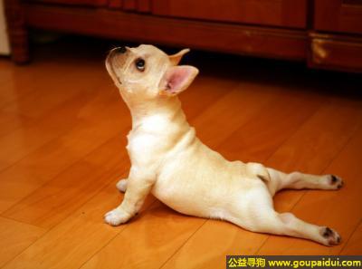 【青岛找狗】，主人不在，自己练练瑜伽打发打发时间，它是一只非常可爱的宠物狗狗，希望它早日回家，不要变成流浪狗。