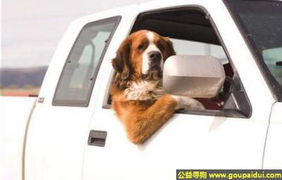 【青岛找狗】，前面的人让一让，我可没考驾照啊，它是一只非常可爱的宠物狗狗，希望它早日回家，不要变成流浪狗。
