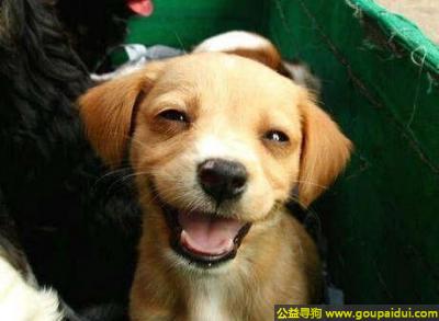【青岛找狗】，这狗真有点花痴，还色眯眯的，它是一只非常可爱的宠物狗狗，希望它早日回家，不要变成流浪狗。