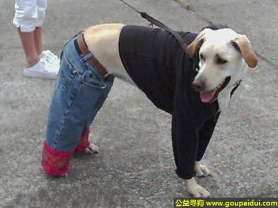 【青岛找狗】，牛仔裤的魅力，狗狗也经受不住诱惑，它是一只非常可爱的宠物狗狗，希望它早日回家，不要变成流浪狗。