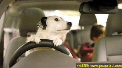 【青岛找狗】，我要倒车了，得看看车后面有没有狗狗或人，它是一只非常可爱的宠物狗狗，希望它早日回家，不要变成流浪狗。