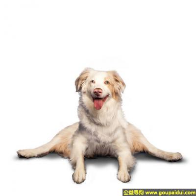 【青岛找狗】，我也是练过体操的，怎么样厉害吧，它是一只非常可爱的宠物狗狗，希望它早日回家，不要变成流浪狗。