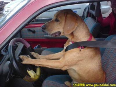 【青岛找狗】，开车还是系上安全带比较安全，它是一只非常可爱的宠物狗狗，希望它早日回家，不要变成流浪狗。
