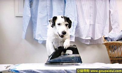 【青岛找狗】，自己创业开了个狗狗裁缝店，自力更生，它是一只非常可爱的宠物狗狗，希望它早日回家，不要变成流浪狗。