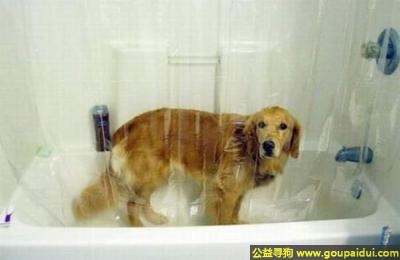 【青岛找狗】，快点离开，不要偷看我洗澡，狗狗也是有尊严的，它是一只非常可爱的宠物狗狗，希望它早日回家，不要变成流浪狗。