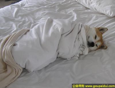 【青岛找狗】，虽然没有了狗的风格，但还是这样睡舒服，它是一只非常可爱的宠物狗狗，希望它早日回家，不要变成流浪狗。