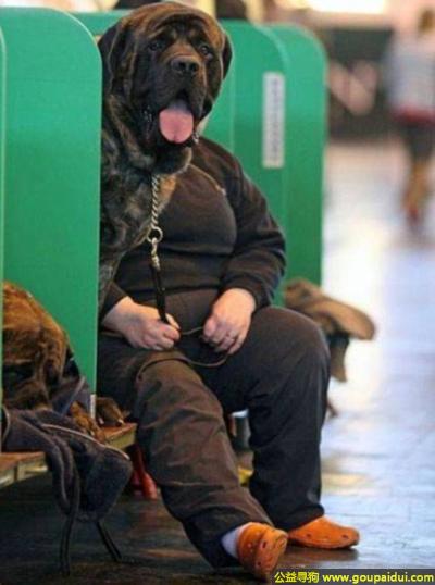 【青岛找狗】，是狗头遮住了人脸，还是人狗物种现身，它是一只非常可爱的宠物狗狗，希望它早日回家，不要变成流浪狗。