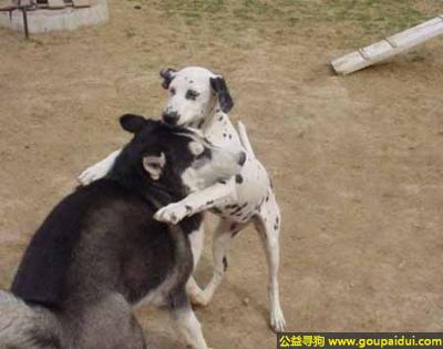 【青岛找狗】，狗兄弟不要伤心难过，肉包子会有的，它是一只非常可爱的宠物狗狗，希望它早日回家，不要变成流浪狗。