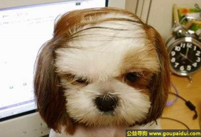 【青岛找狗】，最近头发都秃成葛优了，它是一只非常可爱的宠物狗狗，希望它早日回家，不要变成流浪狗。