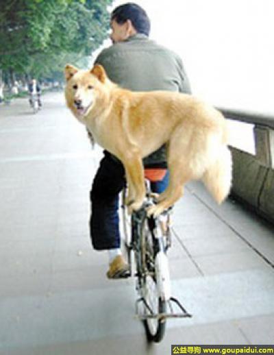 【青岛找狗】，乘坐狗狗公交车，跑十里不费劲，它是一只非常可爱的宠物狗狗，希望它早日回家，不要变成流浪狗。