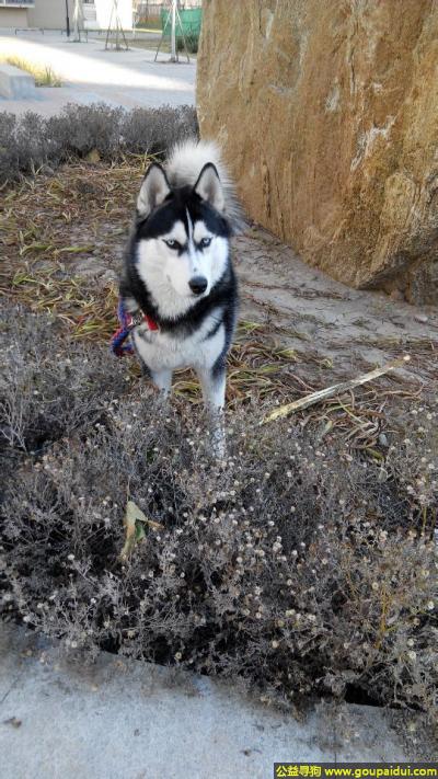 津市津南区咸水沽丢失一条哈士奇雪橇犬公狗，它是一只非常可爱的宠物狗狗，希望它早日回家，不要变成流浪狗。