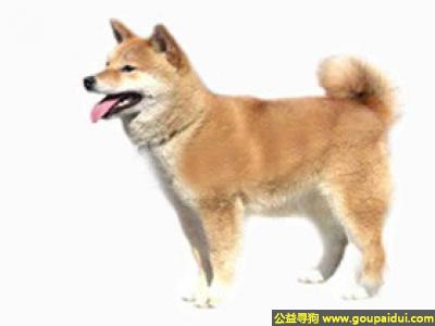 【青岛找狗】，柴犬 - 朴实而雅致、灵巧机敏、英勇大胆，它是一只非常可爱的宠物狗狗，希望它早日回家，不要变成流浪狗。