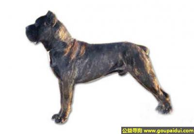 【青岛找狗】，卡斯罗犬 - 非常温顺、喜欢和孩子玩耍，它是一只非常可爱的宠物狗狗，希望它早日回家，不要变成流浪狗。