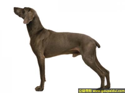 【青岛找狗】，德国魏玛犬 - 十分的警觉，服从性很高，它是一只非常可爱的宠物狗狗，希望它早日回家，不要变成流浪狗。