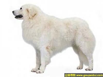 【青岛找狗】，大白熊狗 - 对它负责的人类或动物都很关心，它是一只非常可爱的宠物狗狗，希望它早日回家，不要变成流浪狗。