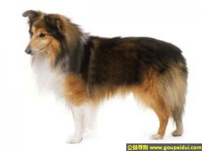 【青岛找狗】，喜乐蒂 - 耐寒、体力好、视野宽阔，它是一只非常可爱的宠物狗狗，希望它早日回家，不要变成流浪狗。