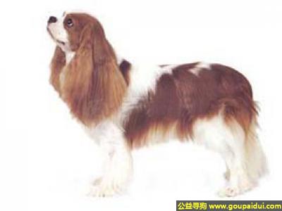 【青岛找狗】，查理王 - 友善，性格随和，活泼好动，它是一只非常可爱的宠物狗狗，希望它早日回家，不要变成流浪狗。