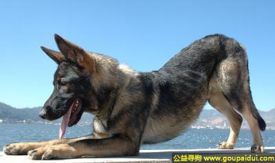 【青岛找狗】，约克郡犬 - 活泼好动、聪明、轻快，它是一只非常可爱的宠物狗狗，希望它早日回家，不要变成流浪狗。