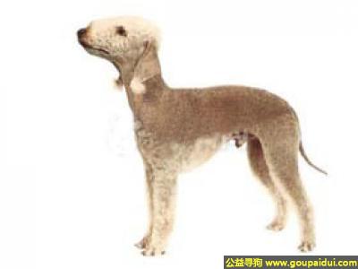 【青岛找狗】，贝灵顿梗 - 大胆、强健、争斗心强，它是一只非常可爱的宠物狗狗，希望它早日回家，不要变成流浪狗。